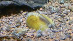 Körbchenmuscheln (Corbicula javanicus)