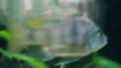 Eclctochromis milomo 