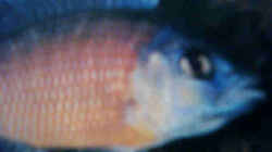 Copadochromis kadango`red fin`