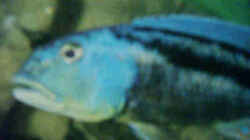 Aristchromis christii