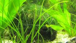 Kokoshöhle mit Javamoos