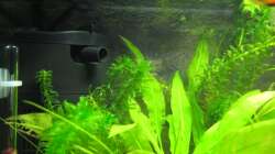 Pflanzen im Aquarium The Beginning (Nur noch als Beispiel)