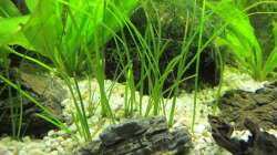 Vallisneria Natans