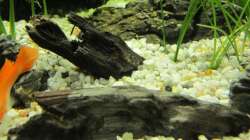 Eine der Mangovenwurzeln