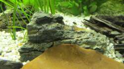 Einer der Pagogensteine