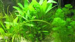 Hygrophyla corymbosa