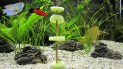 Amanogarnelen beim fressen