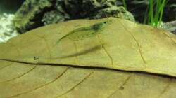 Garnele auf Seemandelbaumblatt