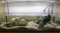 die Notlösung muss reichen bis das neue Becken da ist