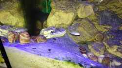Besatz im Aquarium Tanganjika Becken