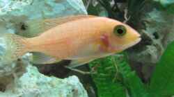 Aulonocara FireFish Weibchen