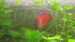 Roter Zwergfadenfisch