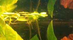 Limnobium laevigatum