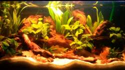 schon deutlich dunkler dank der Mopani Wurzeln