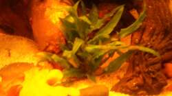 Cryptocoryne beckettii