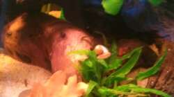 ein früher Bewohner