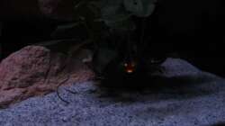 brennende Anubia :-)