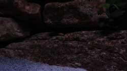 und sie werden immer frecher