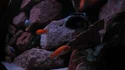 Fels von rechts - 17.01.13