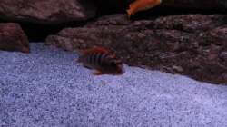 meine Lieblings Hongi Dame