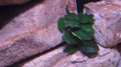 Anubia noch mit hellem Sand