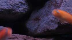 Hongi Nachwuchs - 15.01.13