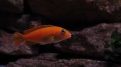 Besatz im Aquarium Mbuna Felsen