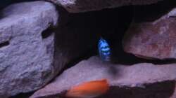 Die Höhle vom Chef!