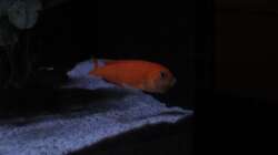 Volle Backen -15.01.13