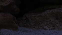 Besatz im Aquarium Mbuna Felsen