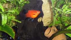 Dekoration im Aquarium Little Sunshine