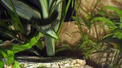 Dekoration im Aquarium Little Sunshine