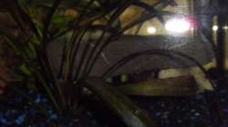 Dekoration im Aquarium Little Sunshine