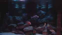 Aquarium Becken 422 nur noch Beispiel