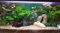 Klassiches Geselschaftsbecken