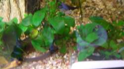 Anubias barteri var. Nana 