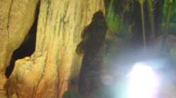 Ancistrus, Syn: Xenocara