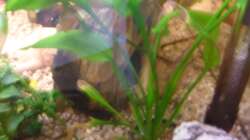 Echinodorus barthii  ( hoffe ist richtig )