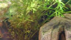 Wer kann mir sagen wie die Pflanze heißt?