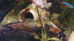 Pflanzen im Aquarium 54 liter Gesellschaftsbecken