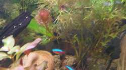 Wer kann mir sagen wie die Pflanze heißt?