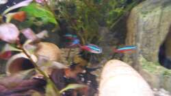 Paracheirodon innesi 