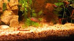 Besatz im Aquarium Eck-Aquarium