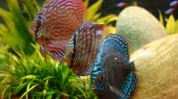 Aquarium AmazonParadies