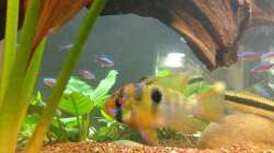 prächtiges SBB Männchen