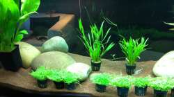 Pflanzen im Aquarium AmazonParadies