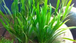 Grasartige Zwergamazonas