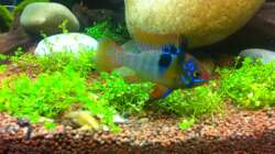 Schmetterlingsbuntbarsch Bock