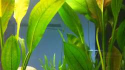 Mutterpflanze Echinodorus amazonicus 