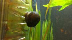 Anthrazit Napfschnecke